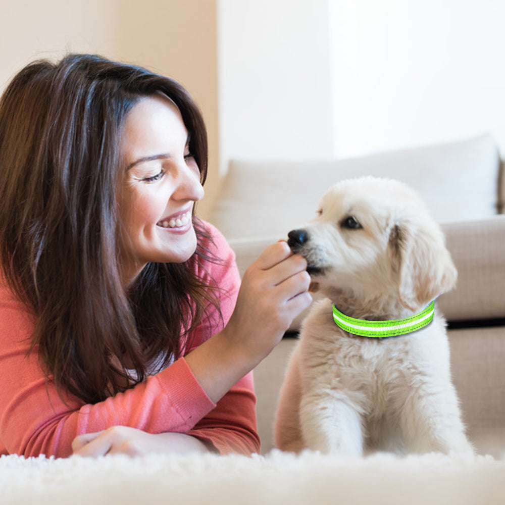 Dotted LED Flashing Dog Collar, Traction Collar, Best Seller Pet Collar, High Quality Pet Accessory, USB Rechargeable.