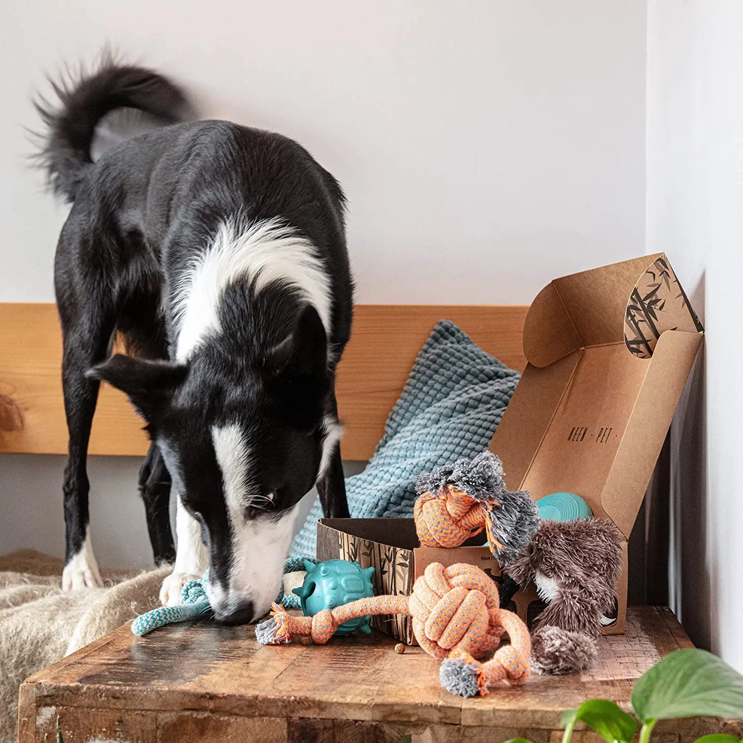 Set di giocattoli per cani regalo di compleanno Giocattoli per la dentizione del cucciolo per la noia