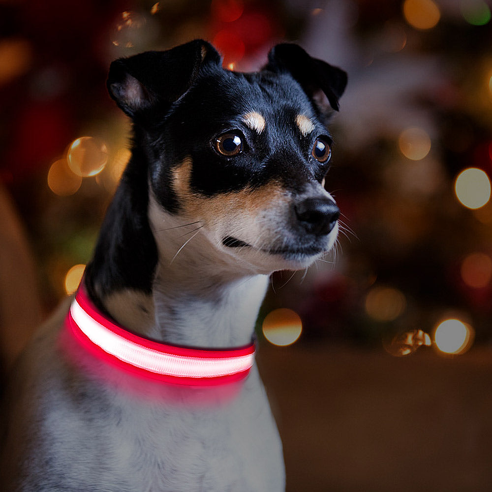 Collare per cani lampeggiante a LED a strisce, collare di trazione, collare per animali domestici best seller, accessorio per animali domestici di alta qualità, ricaricabile tramite USB.